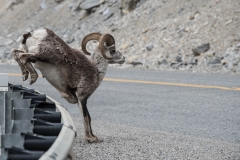 Alaska Highway