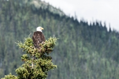 Big Salmon River Tour