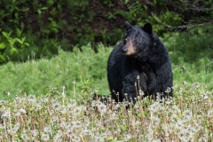 Yoho NP
