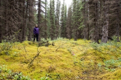 Denali National Park & Preserve