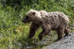 Denali National Park & Preserve