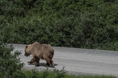 Denali National Park & Preserve