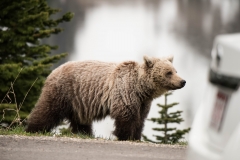 Icefields Parkway