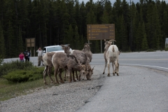 Icefields Parkway
