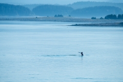 Glacier Bay