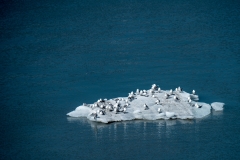 Glacier Bay