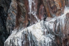 Kenai Fjords