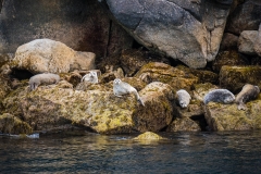 Kenai Fjords