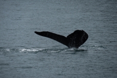 Kenai Fjords
