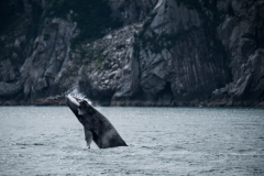 Kenai Fjords
