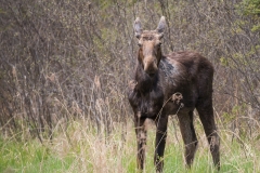 Algonquin Park