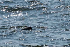 Tadoussac