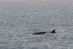 Tadoussac