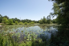 Arboretum