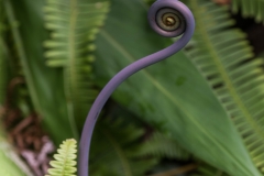 Akaka Falls