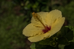 Oahu
