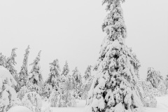 Pyhä-Luosto National Park