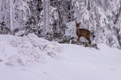 Östersund