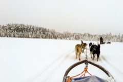 Sörbyn - Huskytour