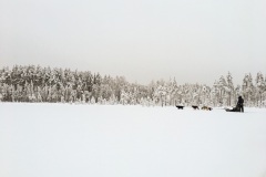 Sörbyn - Huskytour